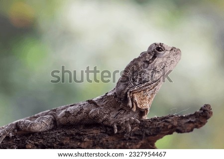 Frilled lizard sitting on a tree branch