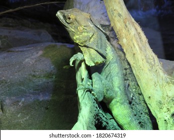 Frilled-Neck Lizard Also Known As Frilled Dragonrelaxing In The Tropical North Queensland Rainforest