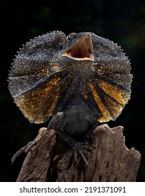 The Frilled-necked lizard (Chlamydosaurus kingii) is showing an angry expression.