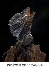 The Frilled-necked lizard (Chlamydosaurus kingii) is showing an angry expression. - Shutterstock ID 2199303115