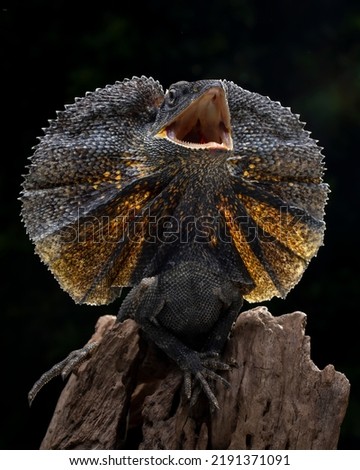 The Frilled-necked lizard (Chlamydosaurus kingii) is showing an angry expression.