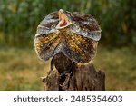 The Frilled-necked Lizard (Chlamydosaurus kingii) is well-known for its dramatic defensive displays and unique appearance, making it a popular species in wildlife documentaries.