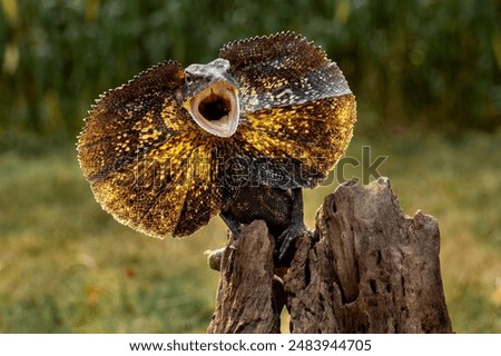 The Frilled-necked Lizard (Chlamydosaurus kingii) is well-known for its dramatic defensive displays and unique appearance, making it a popular species in wildlife documentaries.