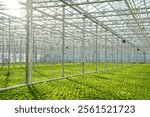 Frillice lettuce field cultivation in modern greenhouse with hydroponic system and climate maintenance. Growing of organic salad in commercial glasshouse. Agribusiness, food production industry. 