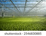 Frillice lettuce in smart greenhouse with automated irrigation, climate control. Precise watering, humidity maintenance for optimal crop health, efficient agriculture technology, sustainable farming