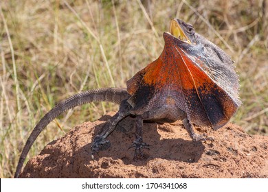 Frill-necked Lizard With Frill Extended