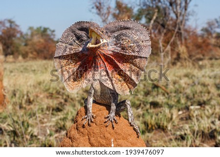Frill-necked Lizard with frill open
