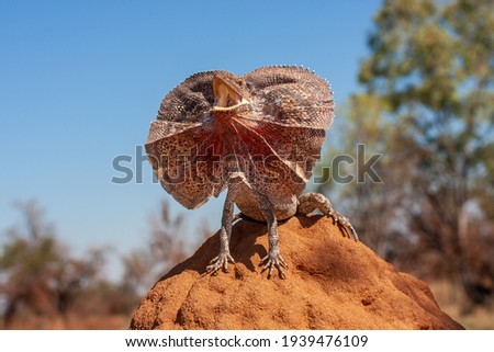 Frill-necked Lizard with frill open