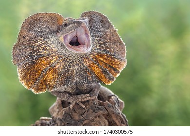 Frill-necked lizard also known as the frilled lizard - Shutterstock ID 1740300575