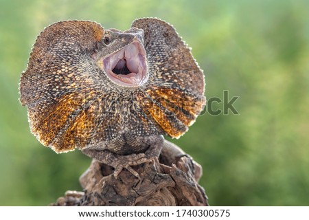 Frill-necked lizard also known as the frilled lizard