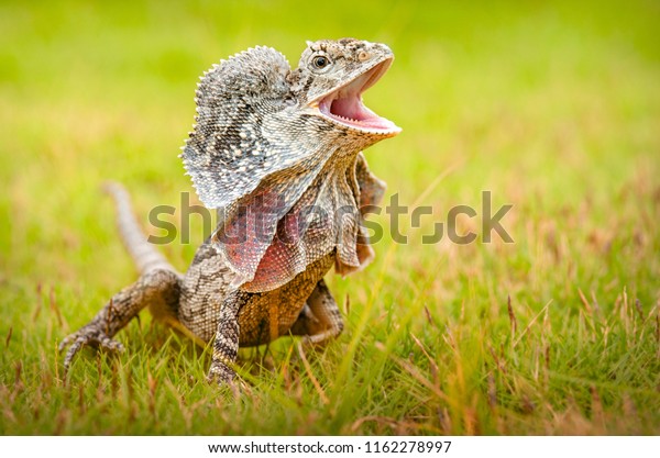Frill-necked\
lizard also known as the frilled\
lizard