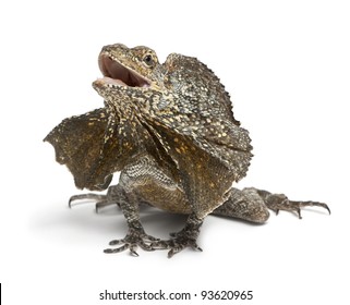 Frill-necked lizard, also known as the frilled lizard, Chlamydosaurus kingii, in front of white background - Shutterstock ID 93620965