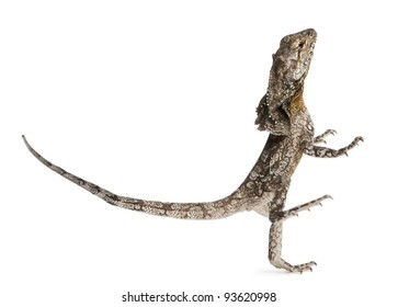 Frill-necked lizard, also known as the frilled lizard, Chlamydosaurus kingii, in front of white background