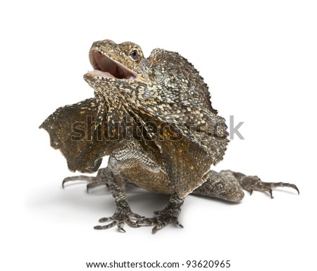 Frill-necked lizard, also known as the frilled lizard, Chlamydosaurus kingii, in front of white background