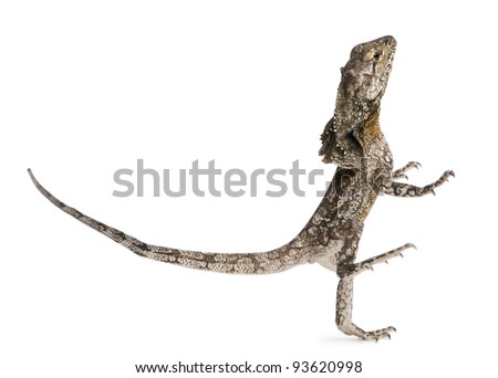 Frill-necked lizard, also known as the frilled lizard, Chlamydosaurus kingii, in front of white background