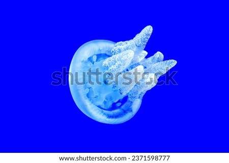 FrillsFronds of a White Blue Blubber Jellyfish