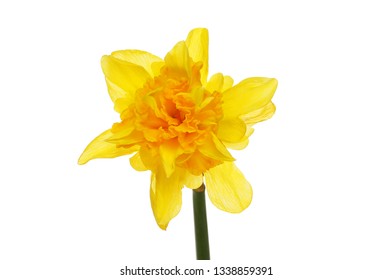 Frilly Daffodil Flower Isolated Against White Stock Photo 1338859391 ...