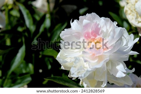 A frilly peony smiles in the Oregon sunshine