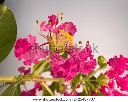 Frilly pink flowers of Lagerstroemia indica, crepeflower or crepe myrtle. In Brazil it is called extremosa, escumilha, reseda or tree-de-jupiter. Selective focus.