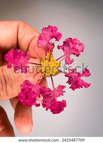 Frilly pink flowers of Lagerstroemia indica, crepeflower or crepe myrtle. In Brazil it is called extremosa, escumilha, reseda or tree-de-jupiter. Selective focus.