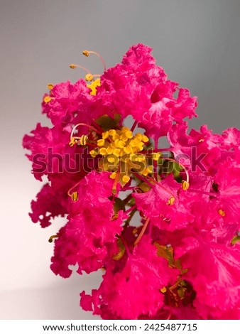 Frilly pink flowers of Lagerstroemia indica, crepeflower or crepe myrtle. In Brazil it is called extremosa, escumilha, reseda or tree-de-jupiter. Selective focus.