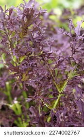 The frilly, purple-red foliage (leaves) of 'Ruby Streaks' mustard (Brassica juncea 'Ruby Streaks') - Shutterstock ID 2274002767