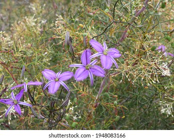 Fringe Lily Flowers [Thysanotus Tuberosus]