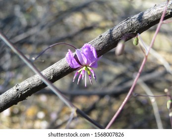 Fringe Lily Looking Like Purple Spider