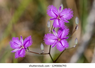 Fringe Lily Wildflower