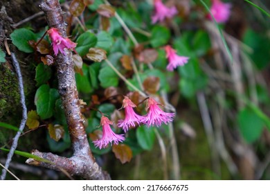 Fringed Galax, Japanese Alpine Plant