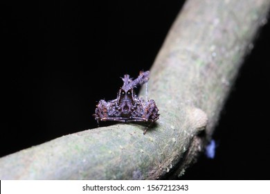 Fringed Jumping Spiderportia Fimbriata On Tree Stock Photo 1567212343 ...