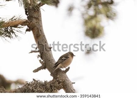 Similar – Jay in the morning light