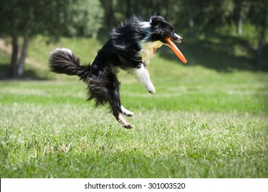 Frisbee Dog With Flying Disk