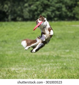 Frisbee Dog With Flying Disk