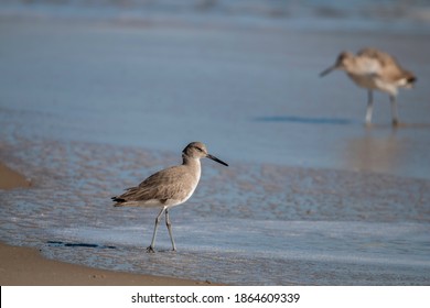 Frisco, North Carolina - 18 November 2020: A Willet Searches For Food Along The Shore Of The Outer Banks