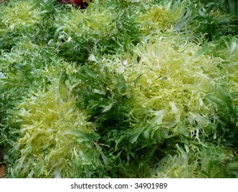 Curly Endive Hd Stock Images Shutterstock