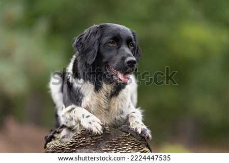 A frisian dog lying on a branch in the rain against a green background
