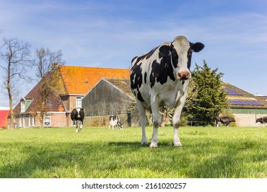Frisian Holstein cow standing in the grass in Gaasterland, Netherlands