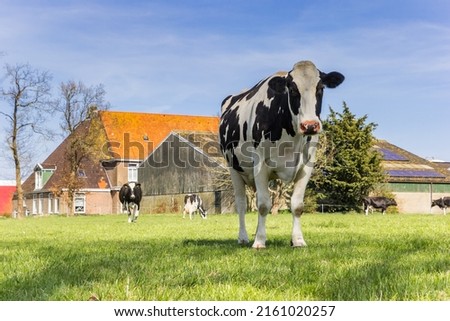 Frisian Holstein cow standing in the grass in Gaasterland, Netherlands