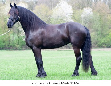 Frisian Horse Mare Conformation Shot On Halter In Spring