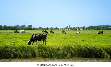 Frisian landscape with cows in the meadow and a village with a windmill in the background