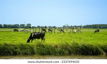 Frisian landscape with cows in the meadow and a village with a windmill in the background