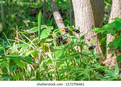 Fritillaria Camschatcensis, Kamchatka Fritillary Or Kamchatka Lily