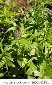 Fritillaria Camschatcensis Or Kamchatka Lily Plant Vertical