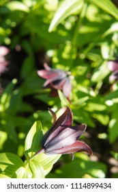 Fritillaria Camtschatcensis Or Kamchatka Lily Purple Flowers