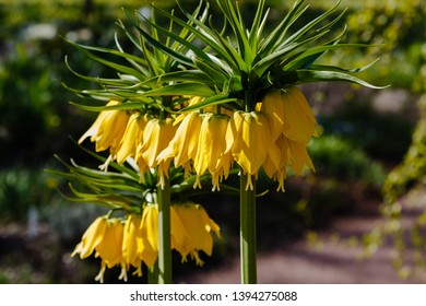 3,026 Fritillaria Imperialis Images, Stock Photos & Vectors | Shutterstock