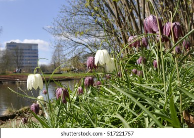 Fritillaria Meleagris