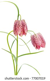 Fritillaria Meleagris