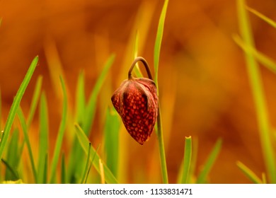 Fritillaria Meleagris (chequered Lily, Guinea Flower, Frog-cup) At Sunset