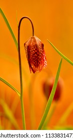 Fritillaria Meleagris (chequered Lily, Guinea Flower, Frog-cup) At Sunset